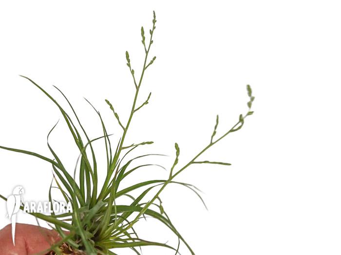 Racinaea parviflora
