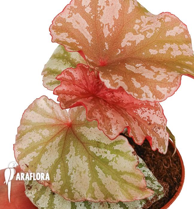 Begonia ‚Highway‘