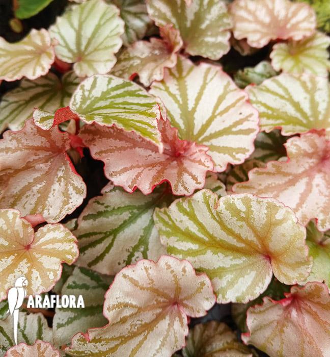 Begonia ‚Highway‘
