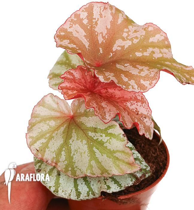 Begonia ‚Highway‘
