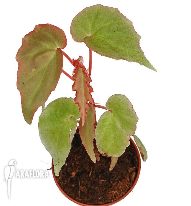 Begonia ‚Tiny gem‘