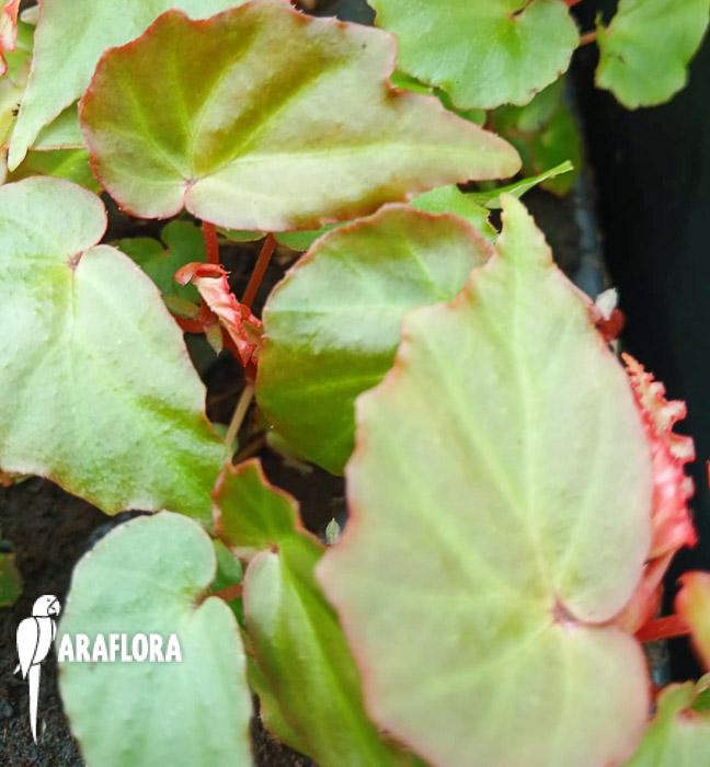 Begonia ‚Tiny gem‘