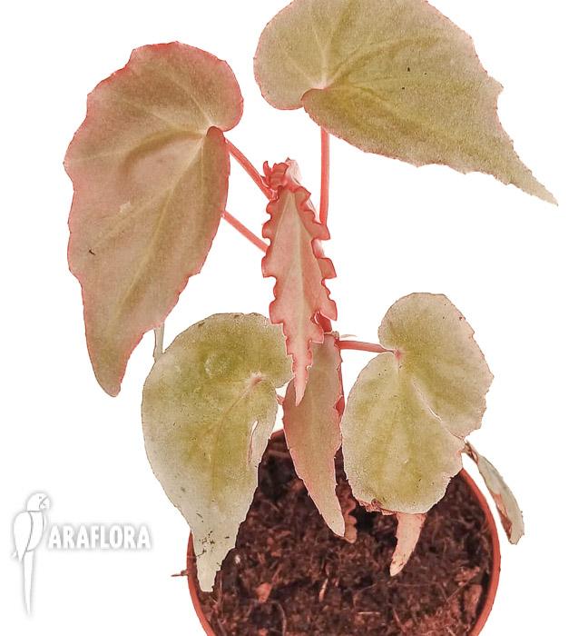 Begonia ‚Tiny gem‘