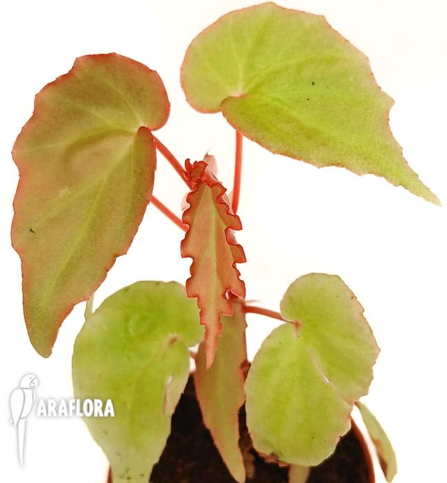 Begonia ‚Tiny gem‘