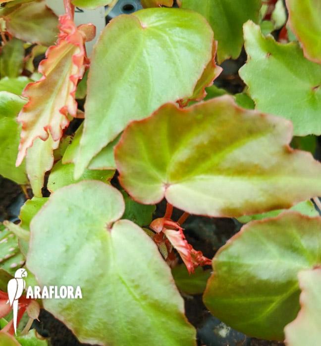 Begonia ‚Tiny gem‘
