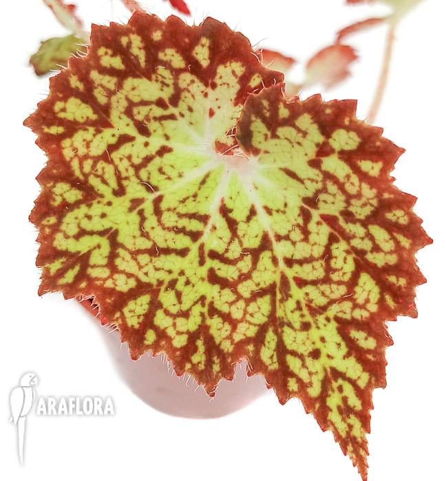 Begonia hybrid ‚Crystal Brook‘