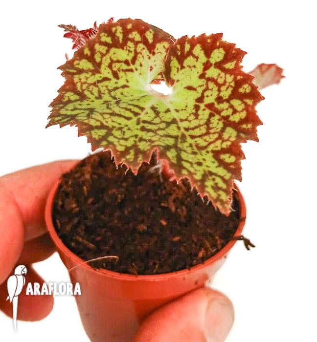 Begonia hybrid ‚Crystal Brook‘