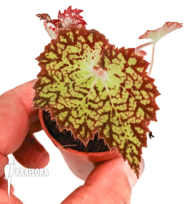 Begonia hybrid ‚Crystal Brook‘