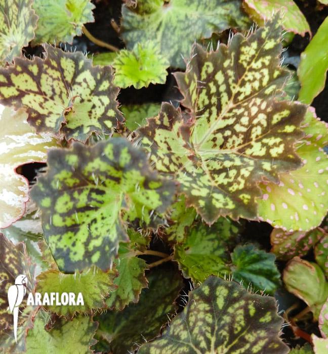 Begonia hybrid ‚Crystal Brook‘