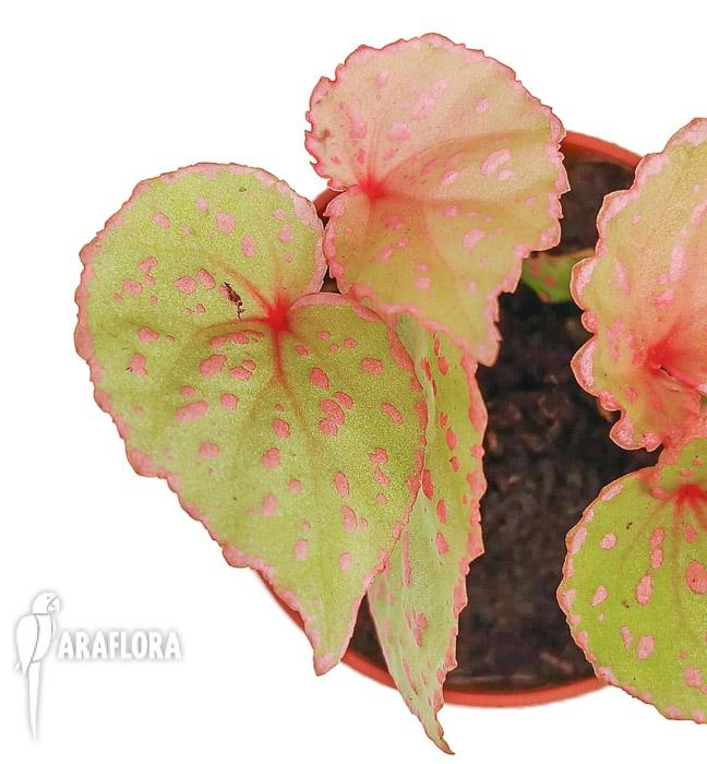 Begonia roseopunctata