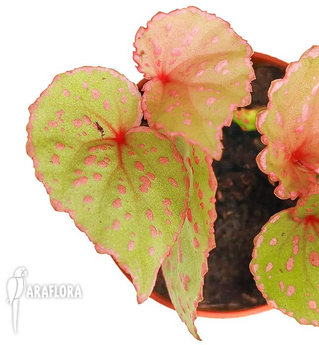 Begonia roseopunctata