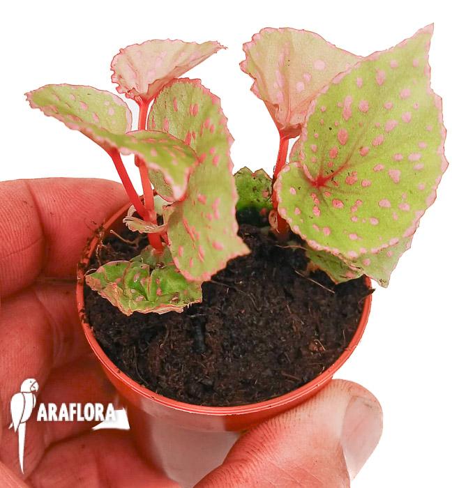 Begonia roseopunctata