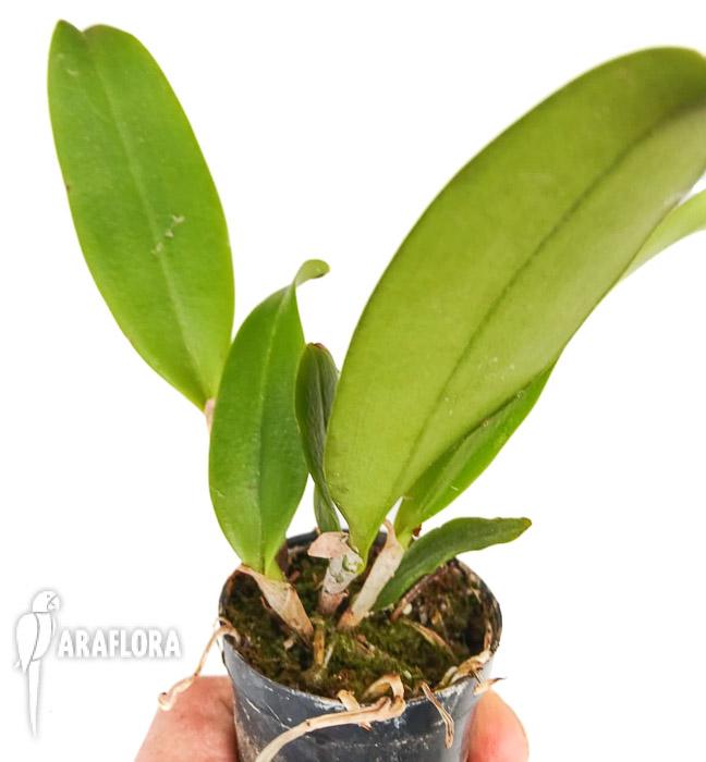 Cattleya araguaiensis