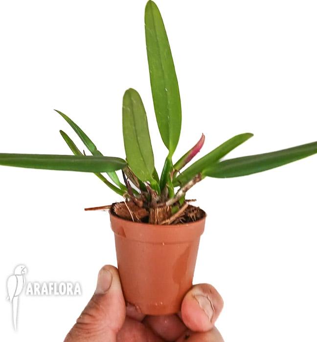 Cattleya luteola x sib