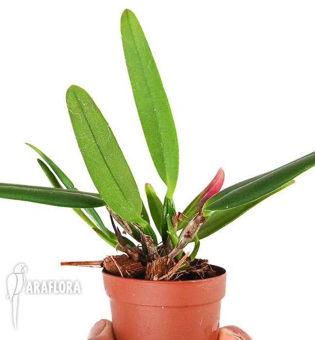 Cattleya luteola x sib