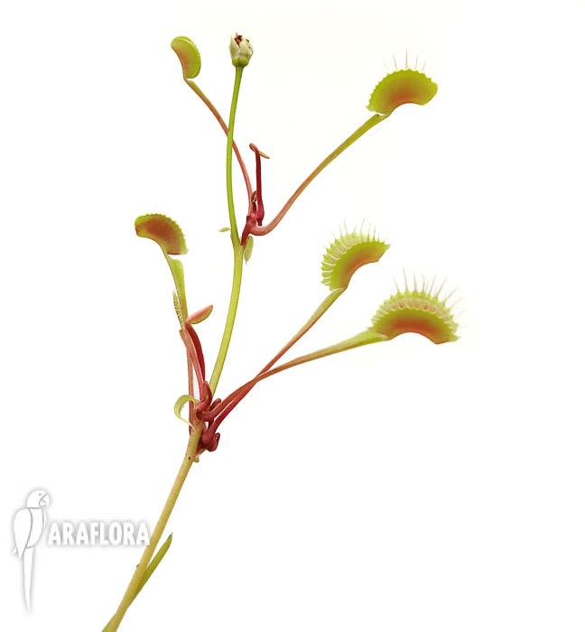 Dionaea muscipula ‚High up Red‘