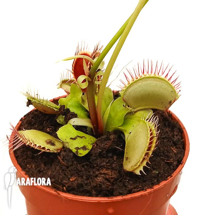Dionaea muscipula ‚High up Red‘