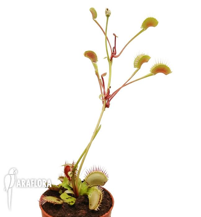 Dionaea muscipula ‚High up Red‘