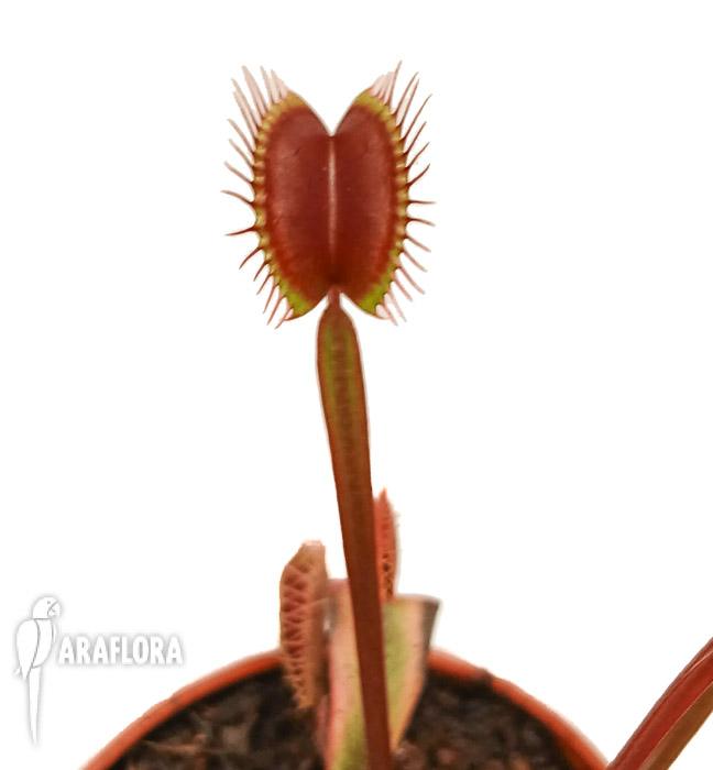 Dionaea muscipula ‚New Red‘