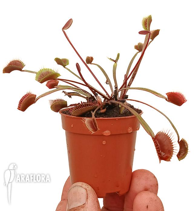 Dionaea muscipula ‚New Red‘
