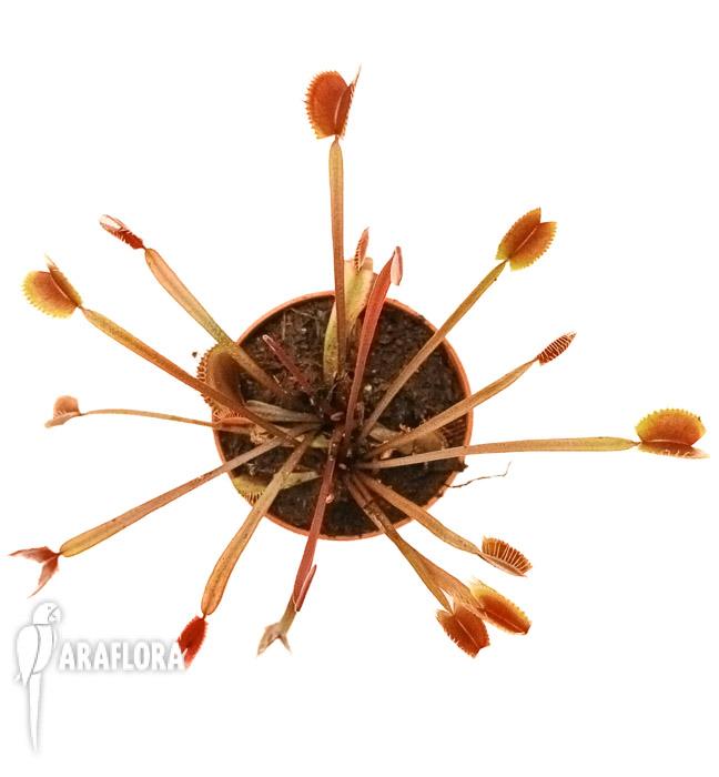 Dionaea muscipula ‚New Red‘