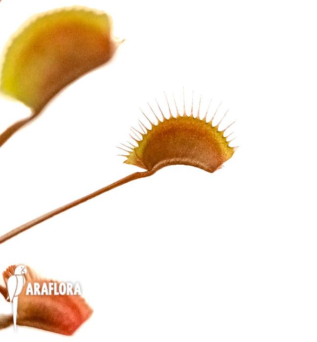 Dionaea muscipula ‚New Red‘