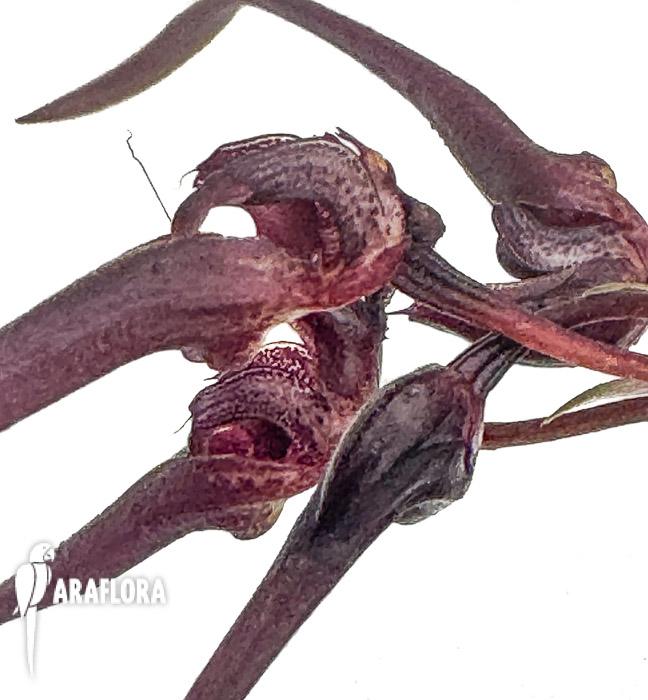 Bulbophyllum delitescens