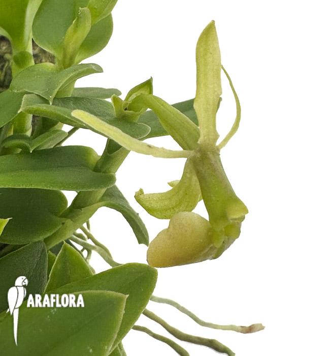 Epidendrum porpax ‚Alba‘