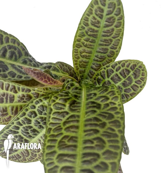 Labisia obtusifolia xl