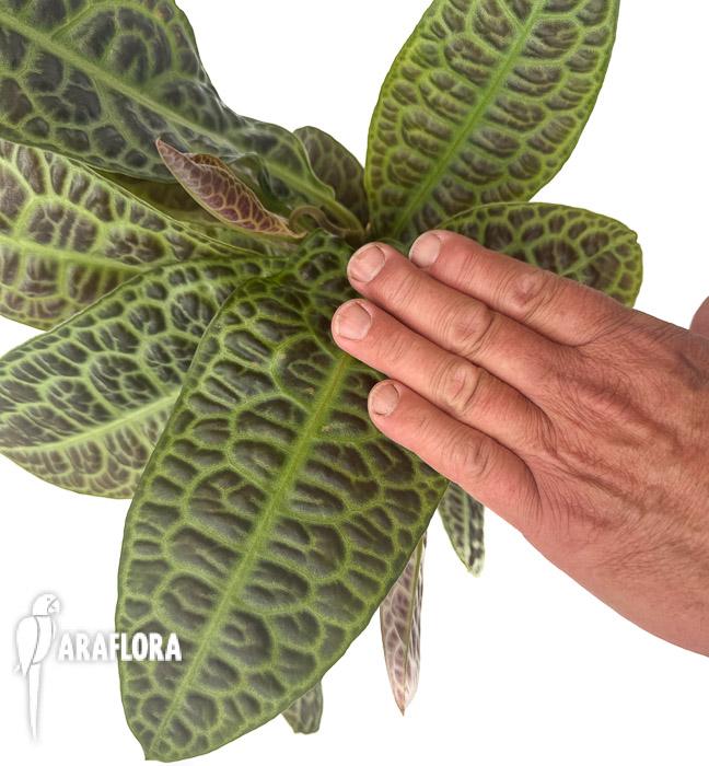 Labisia obtusifolia xl