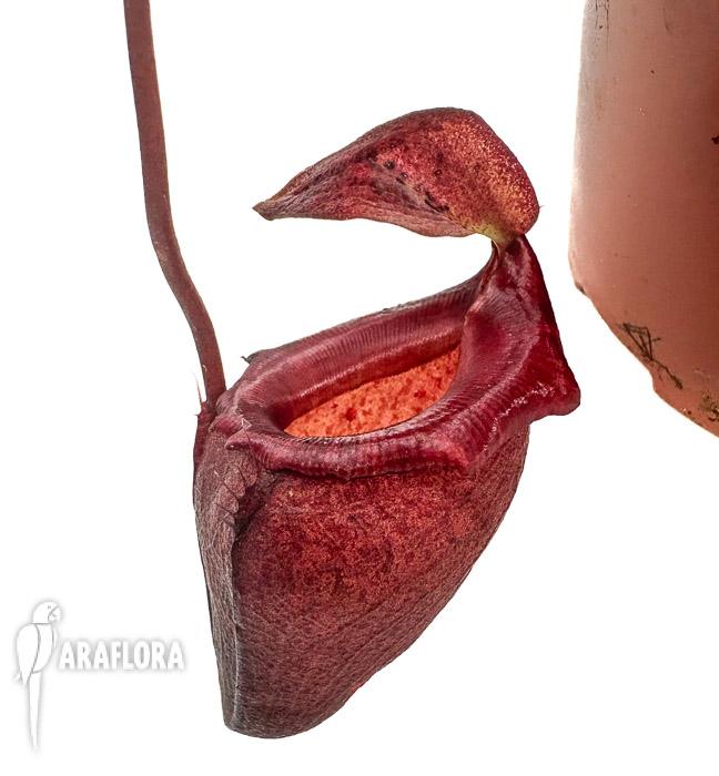 Nepenthes flava ‚xl‘