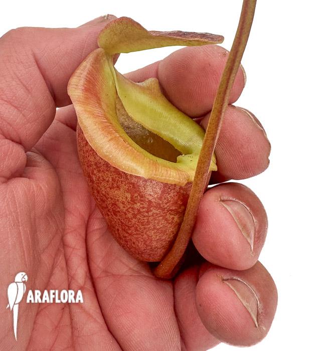 Nepenthes flava ‚xl‘