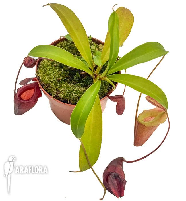 Nepenthes flava ‚xl‘