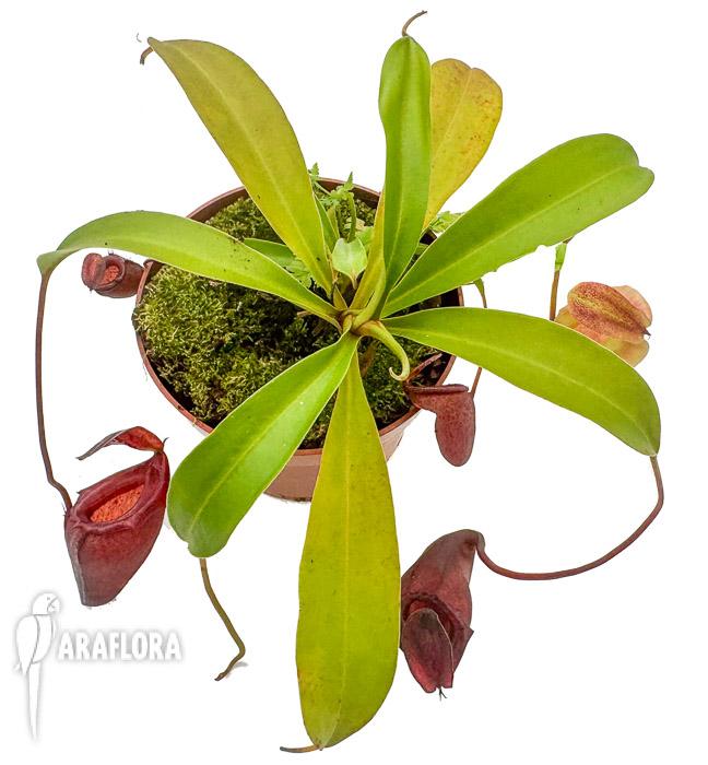 Nepenthes flava ‚xl‘