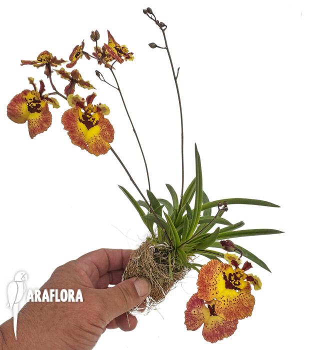 Tolumnia x yellow panther