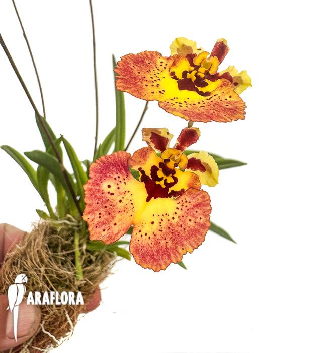 Tolumnia x yellow panther