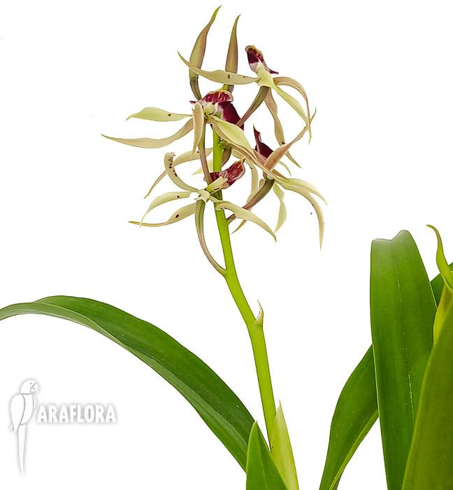 Encyclia cochleata ‚octopussy‘
