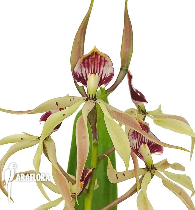 Encyclia cochleata ‚octopussy‘