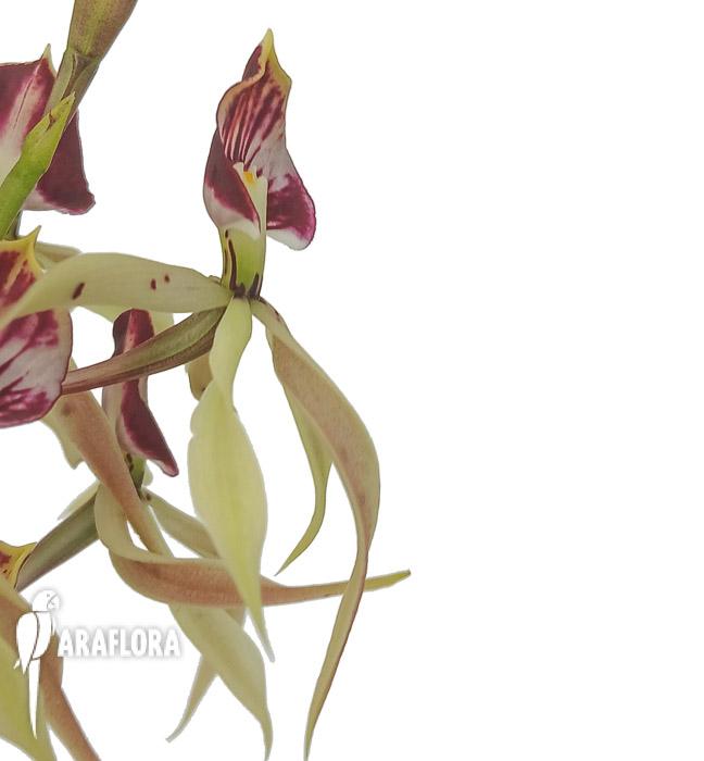 Encyclia cochleata ‚octopussy‘