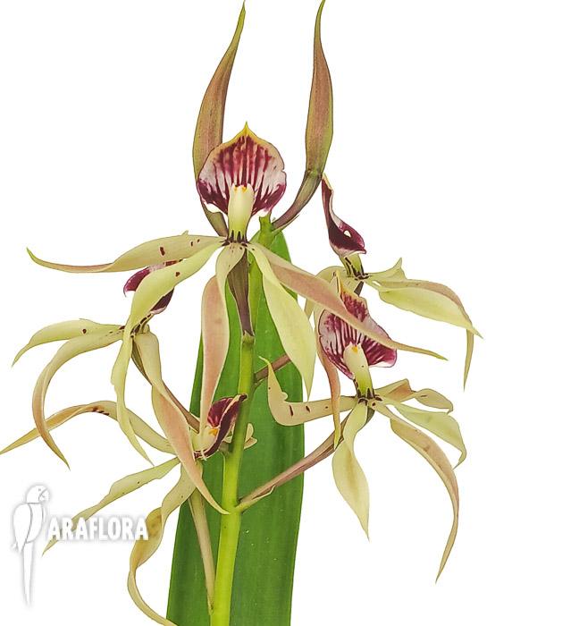 Encyclia cochleata ‚octopussy‘
