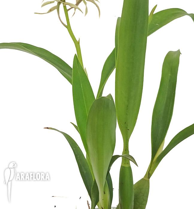 Encyclia cochleata ‚octopussy‘