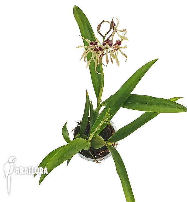 Encyclia cochleata ‚octopussy‘