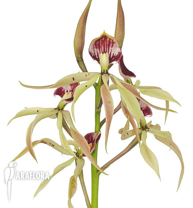 Encyclia cochleata ‚octopussy‘