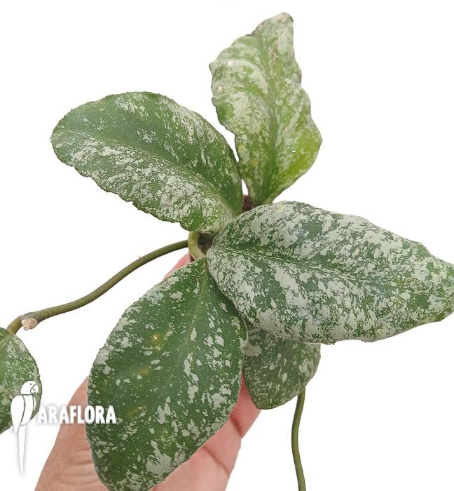 Hoya waymaniae ‚Kapuas‘