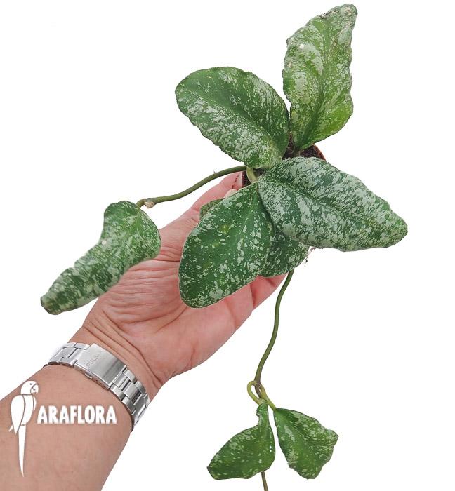 Hoya waymaniae ‚Kapuas‘