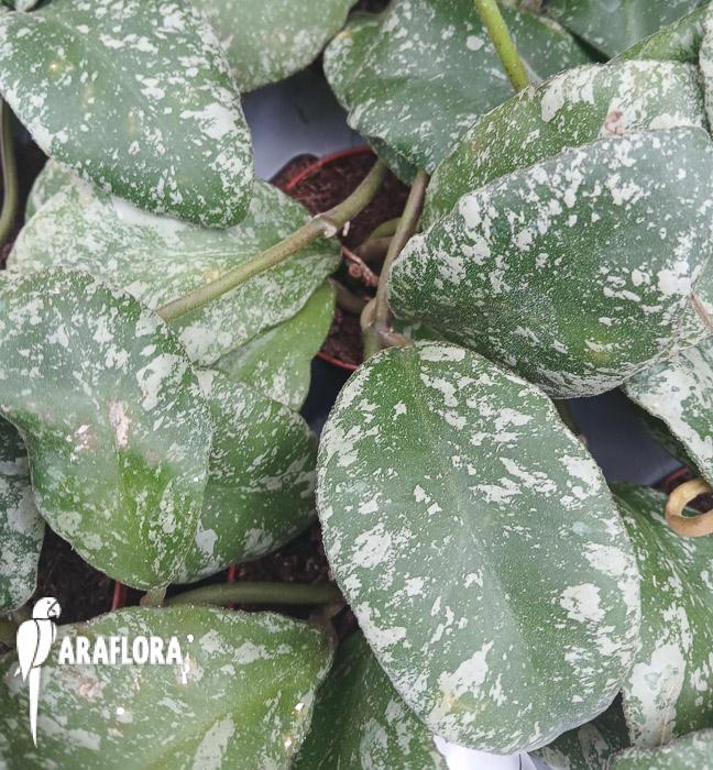 Hoya waymaniae ‚Kapuas‘
