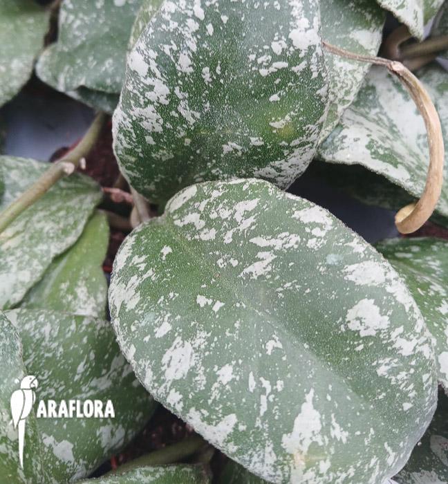 Hoya waymaniae ‚Kapuas‘