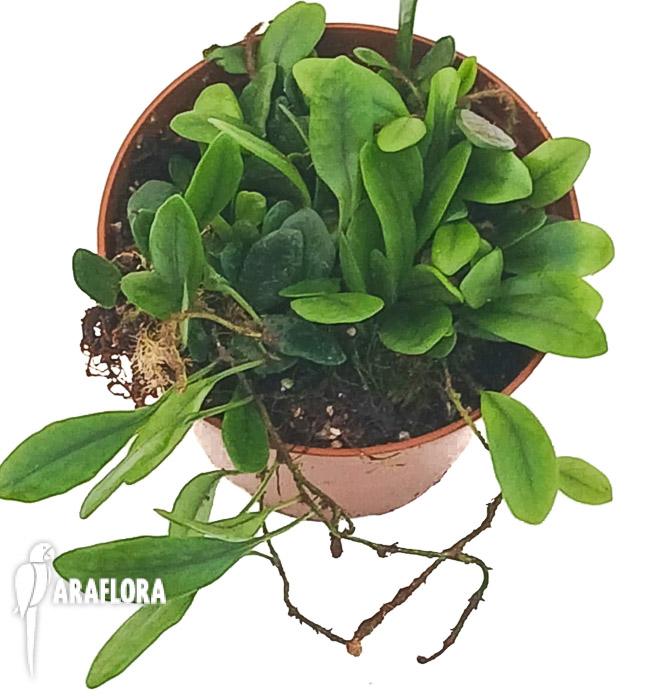 Lemmaphyllum microphyllum