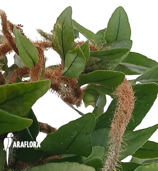 Microgramma vacciniifolia ‚Starter‘