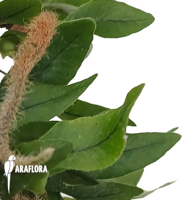 Microgramma vacciniifolia ‚Starter‘